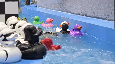 Ducks